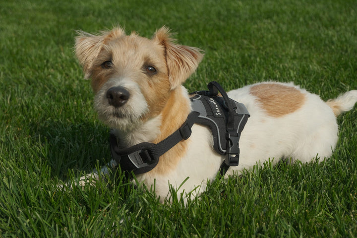 ShawnCo Basecamp Dog Harness