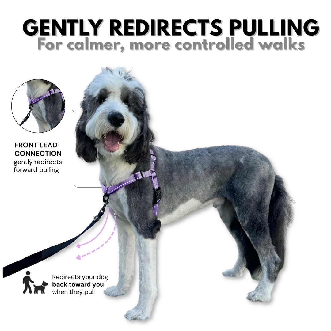 ShawnCo Dream Walk Pro Dog Harness