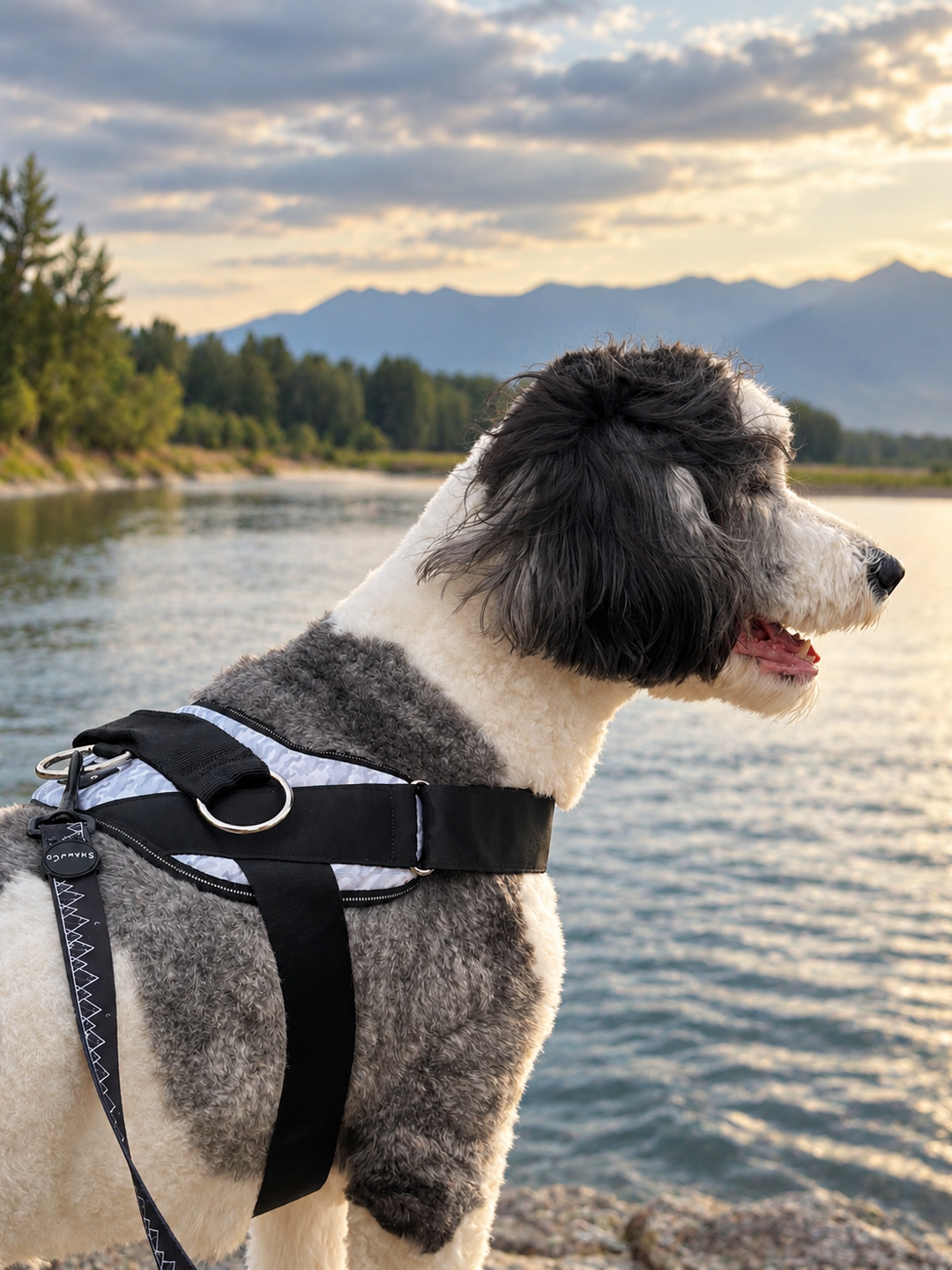 ShawnCo Dream Walk Dog Leash