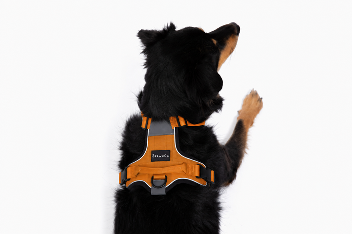 ShawnCo Basecamp Dog Harness