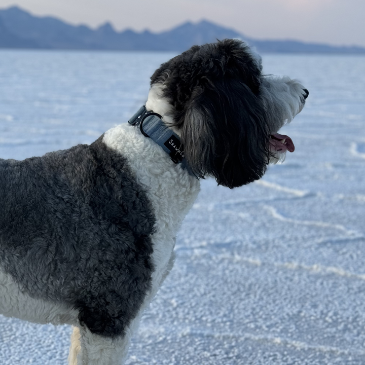 ShawnCo Basecamp Dog Collar