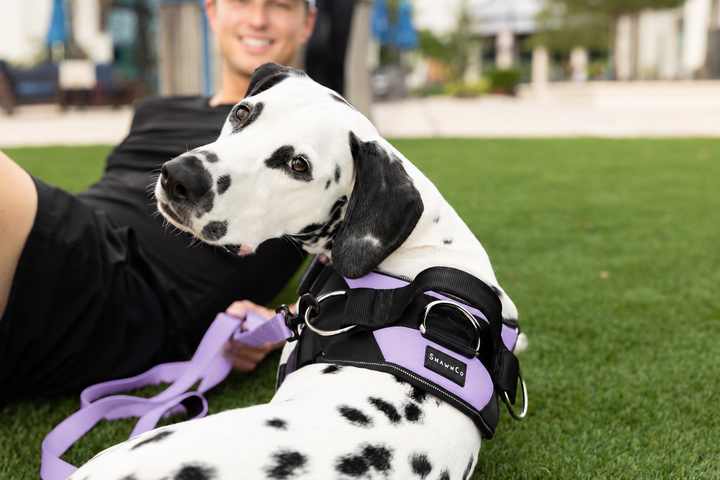 ShawnCo Dream Walk Dog Leash