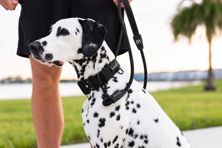 ShawnCo Basecamp Dog Collar