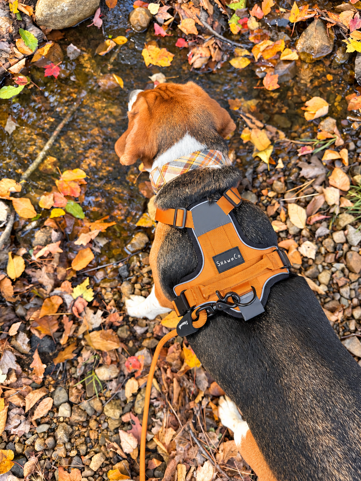 ShawnCo Basecamp Dog Harness