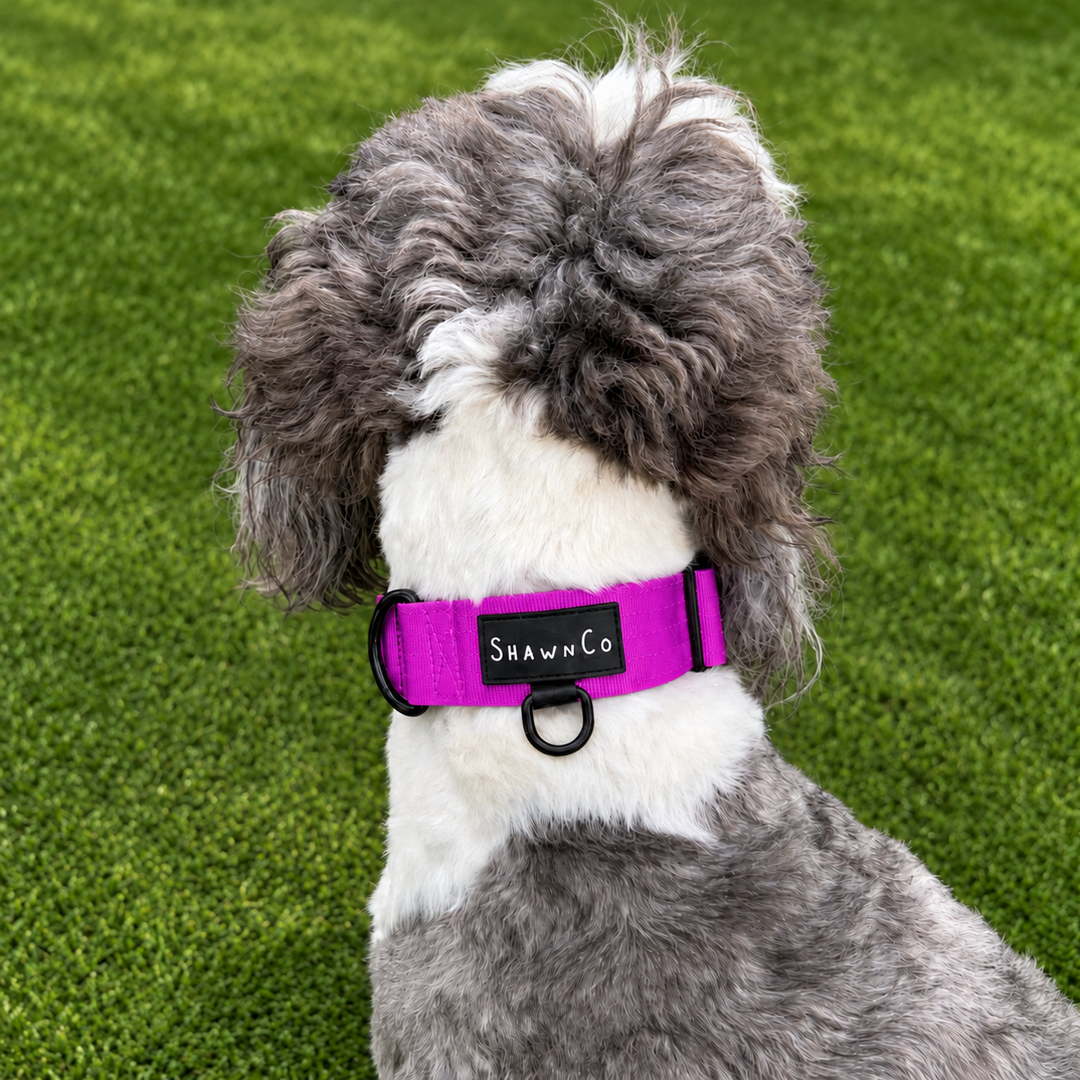 ShawnCo Basecamp Dog Collar