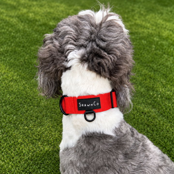 ShawnCo Basecamp Dog Collar