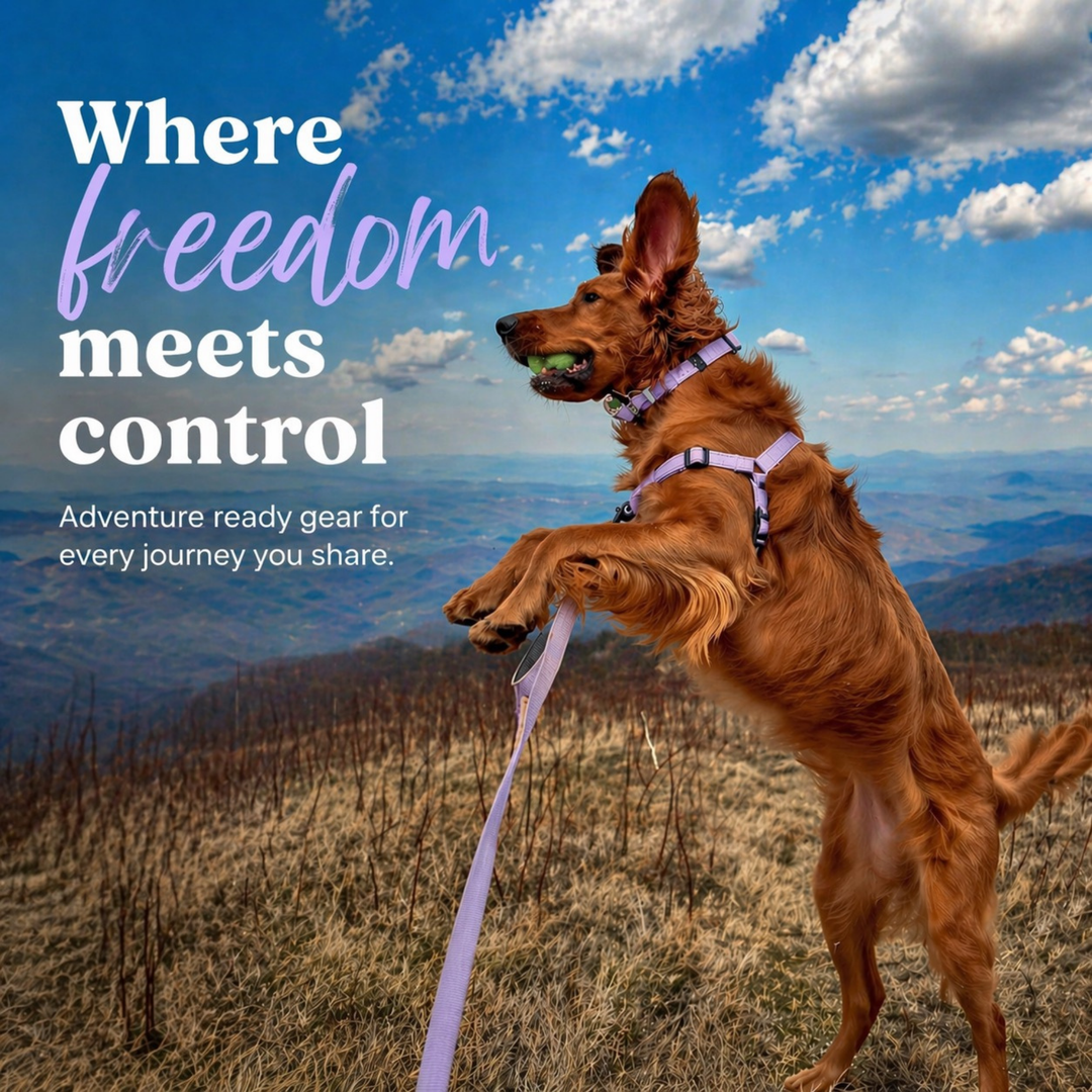 ShawnCo Dream Walk Pro Dog Harness