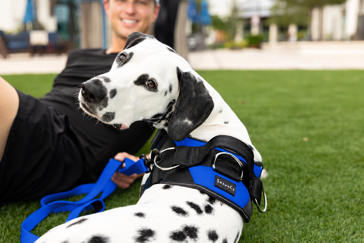 ShawnCo Essential Dog Harness