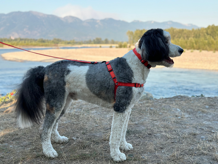 ShawnCo Dream Walk Dog Collar