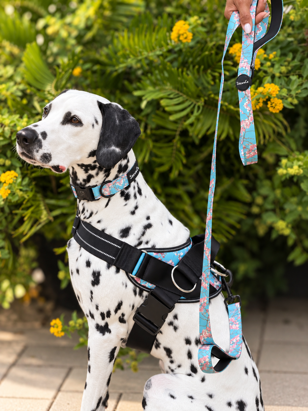 ShawnCo Dream Walk Dog Leash