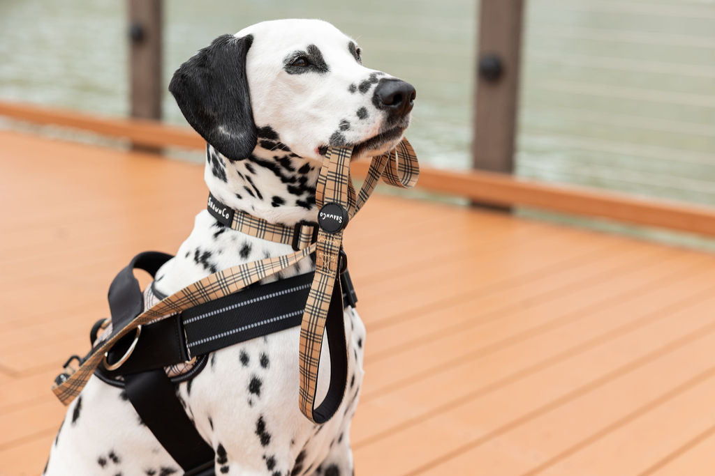 ShawnCo Dream Walk Dog Collar