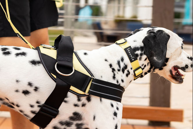 ShawnCo Dream Walk Dog Collar