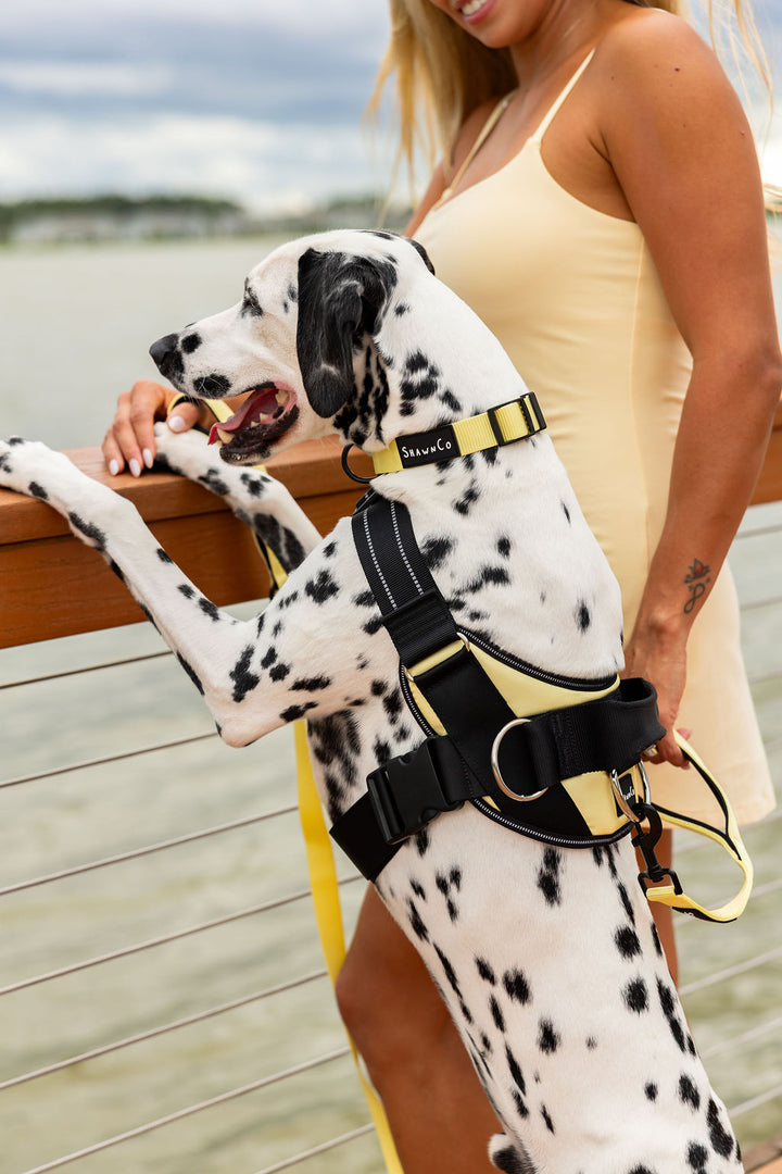 ShawnCo Dream Walk Dog Leash