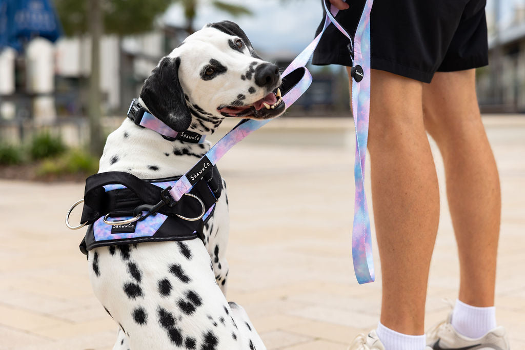 ShawnCo Dream Walk Dog Leash