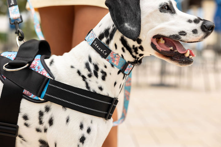 ShawnCo Essential Dog Harness