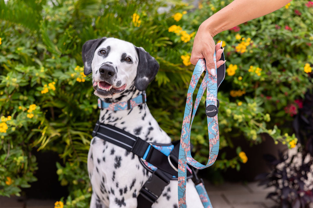 ShawnCo Essential Dog Harness