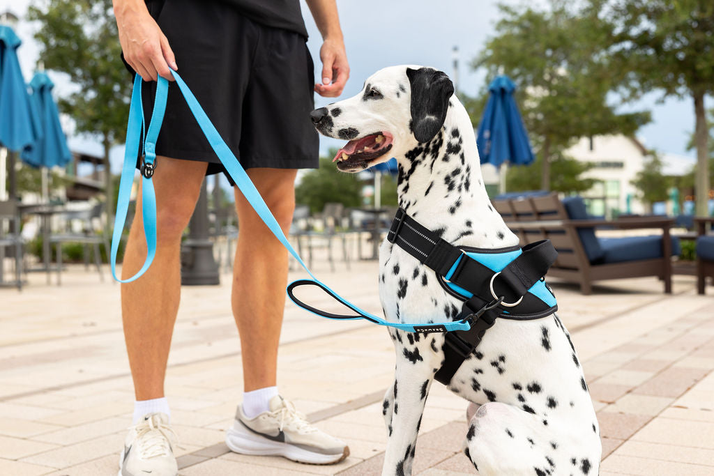 ShawnCo Dream Walk Dog Leash