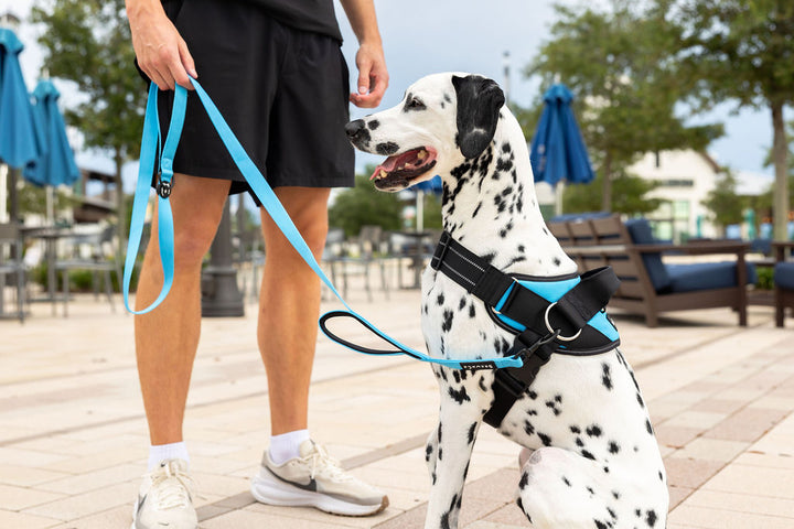 ShawnCo Dream Walk Dog Leash