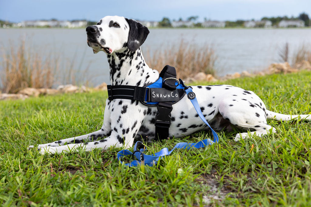 ShawnCo Essential Pro Dog Harness