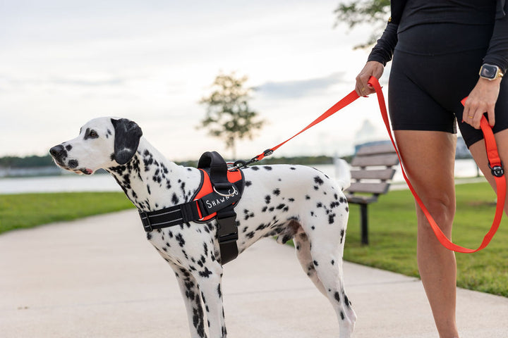 ShawnCo Dream Walk Dog Leash