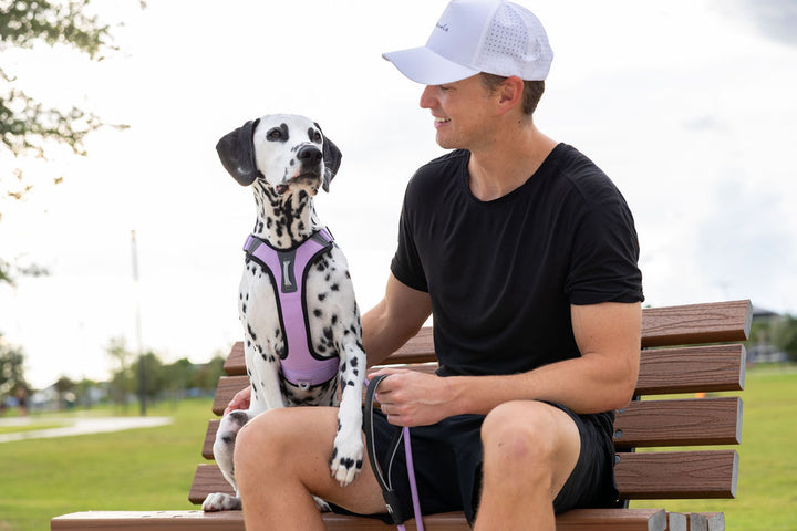 ShawnCo Basecamp Dog Harness