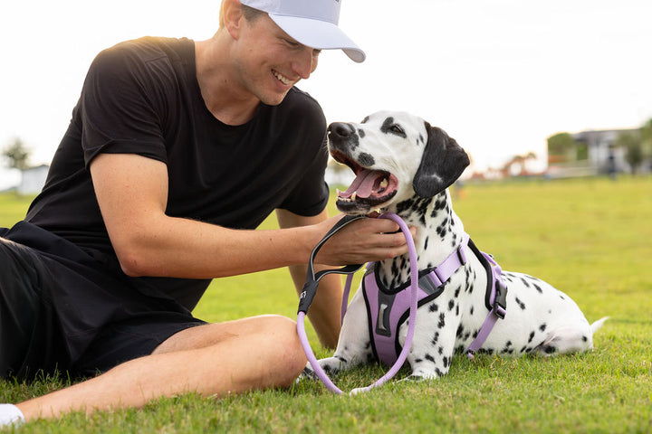 ShawnCo Basecamp Dog Harness