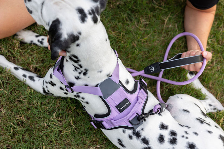 ShawnCo Basecamp Dog Harness