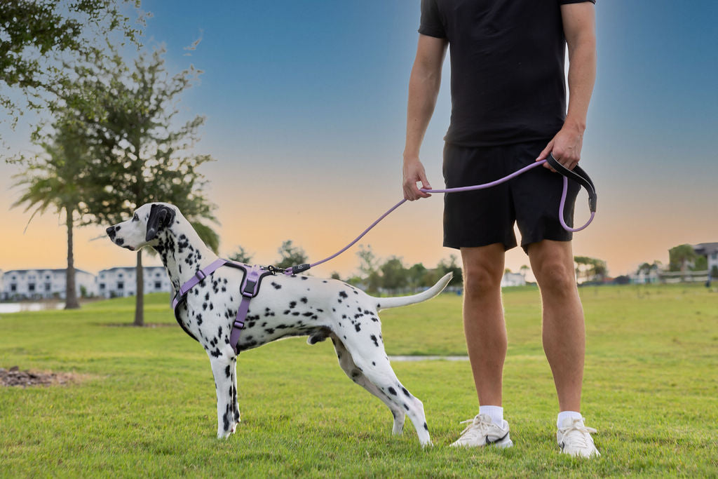 ShawnCo Basecamp Dog Harness