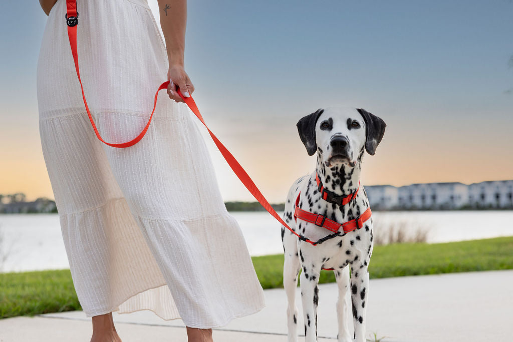 ShawnCo Dream Walk Dog Leash