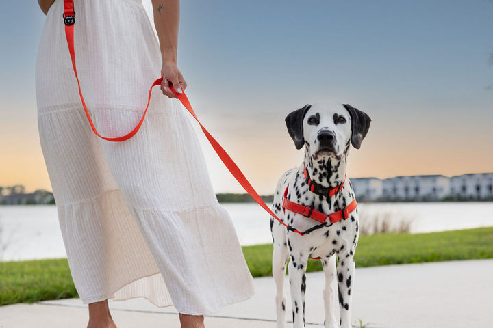 ShawnCo Dream Walk Dog Leash