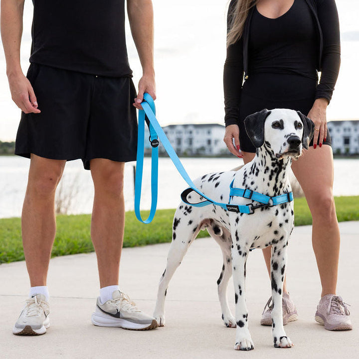 ShawnCo Dream Walk Pro Dog Harness