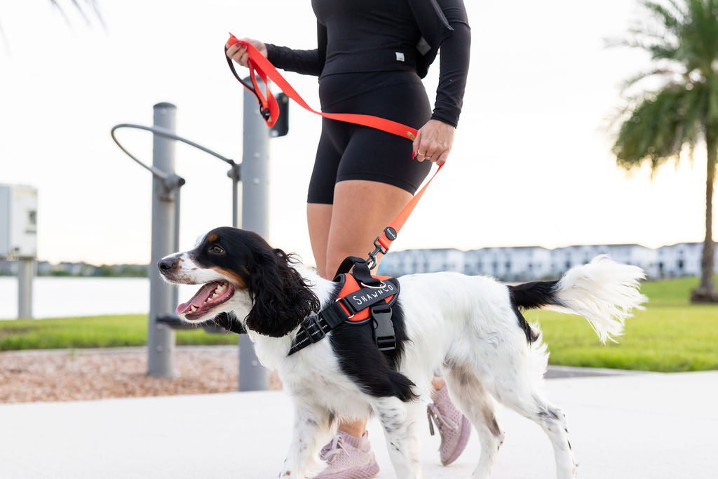 ShawnCo Dream Walk Dog Leash