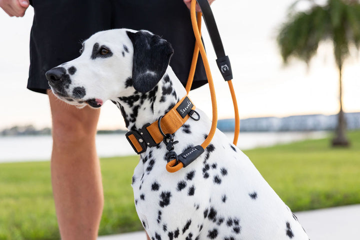 ShawnCo Basecamp Dog Collar