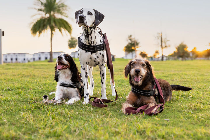 ShawnCo Dream Walk Dog Leash