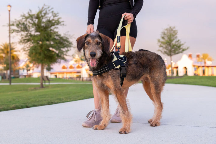 ShawnCo Dream Walk Dog Leash