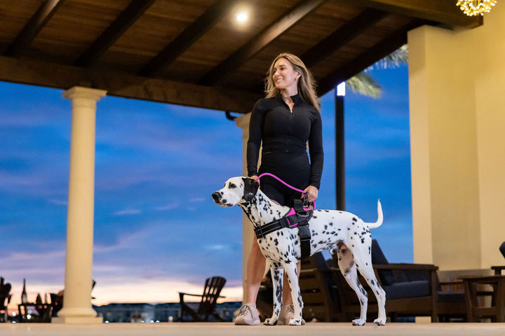 ShawnCo Essential Dog Harness
