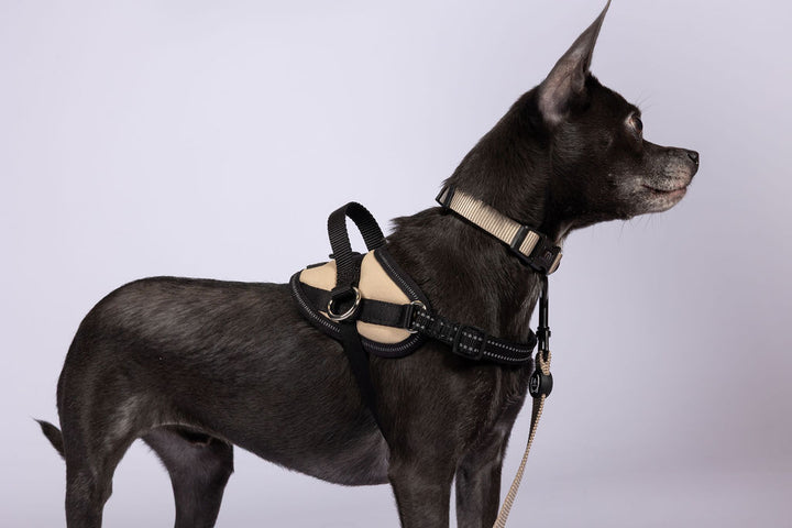 ShawnCo Essential Dog Harness