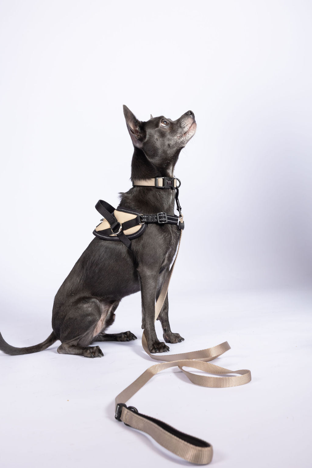 ShawnCo Dream Walk Dog Leash