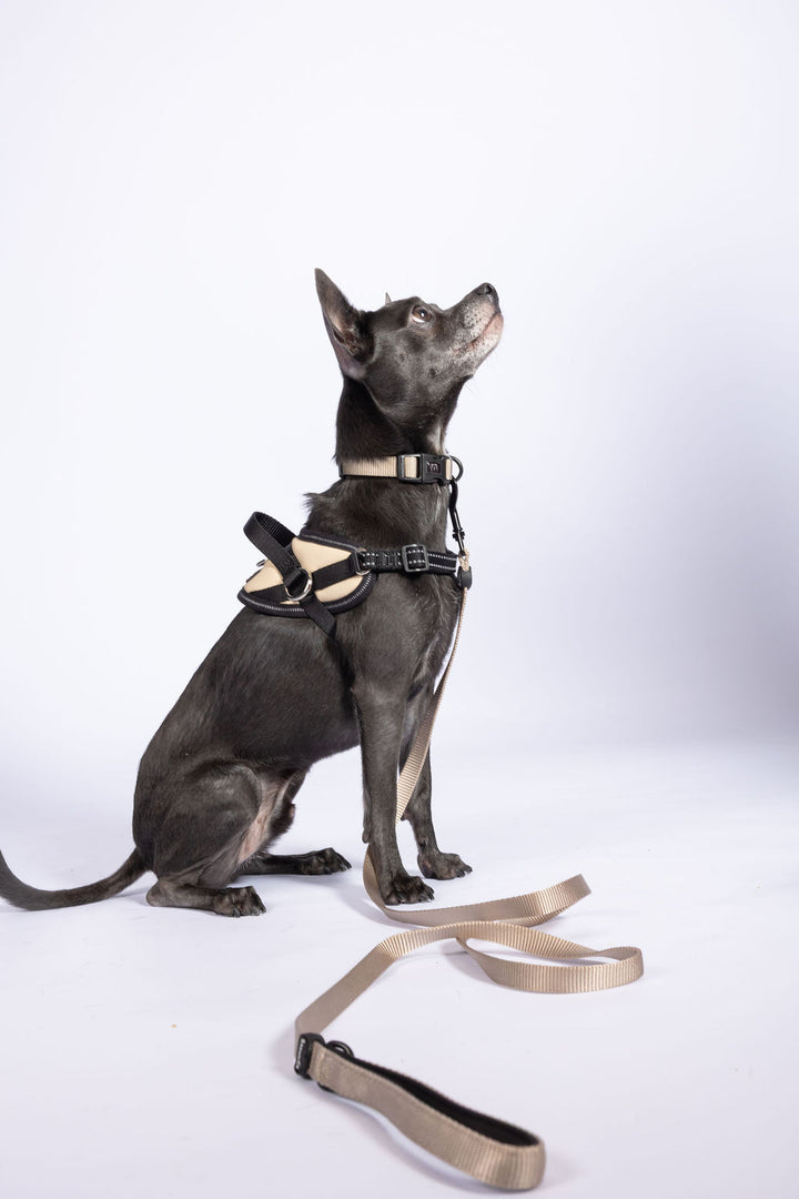 ShawnCo Dream Walk Dog Leash