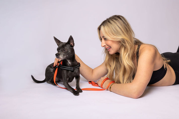ShawnCo Dream Walk Dog Leash