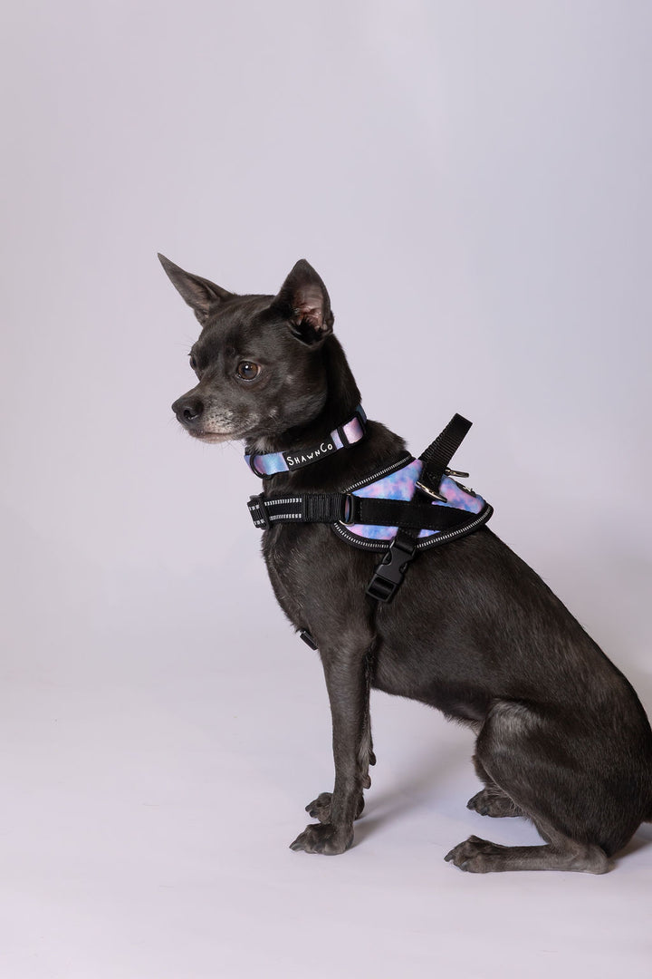 ShawnCo Dream Walk Dog Collar