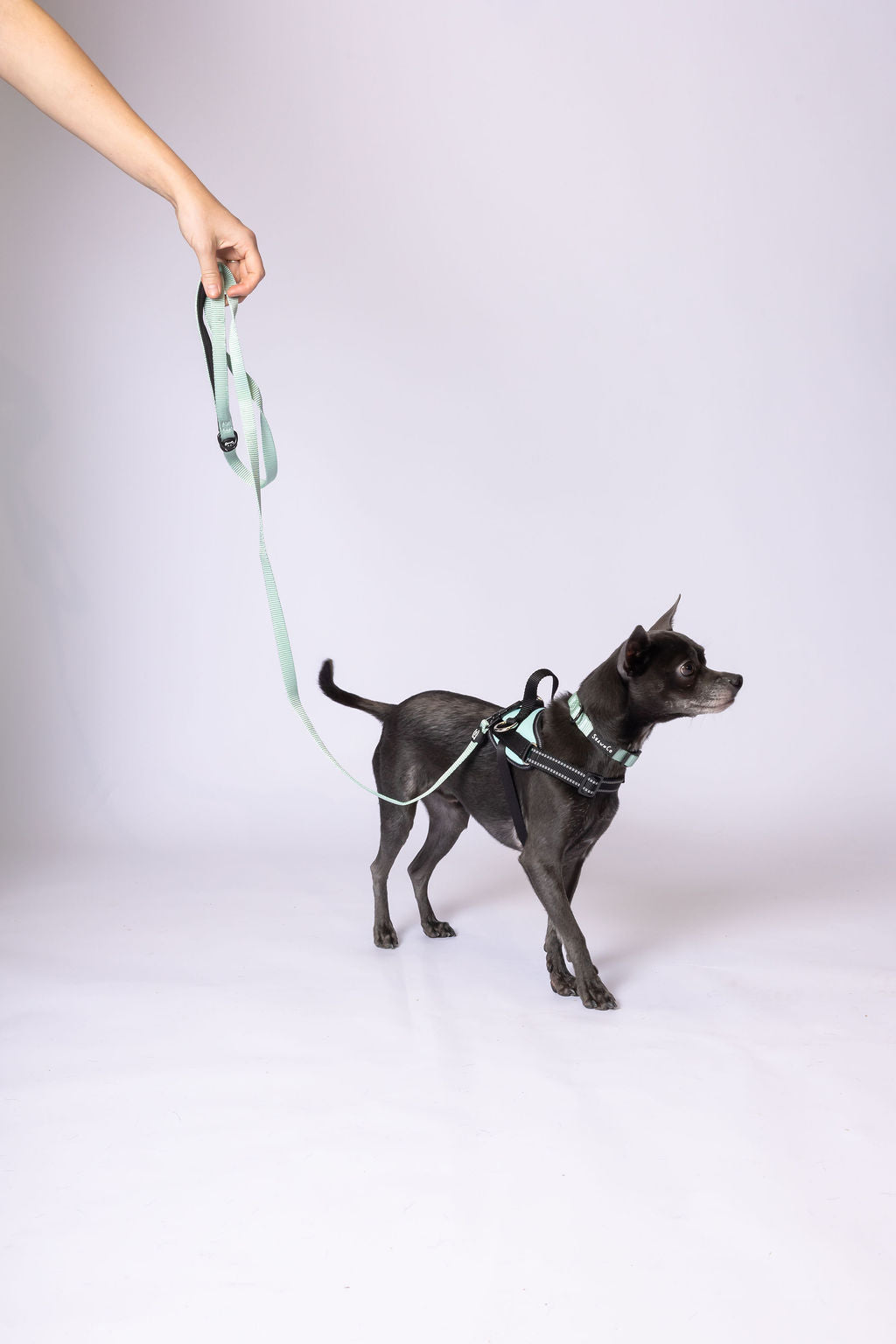 ShawnCo Dream Walk Dog Leash