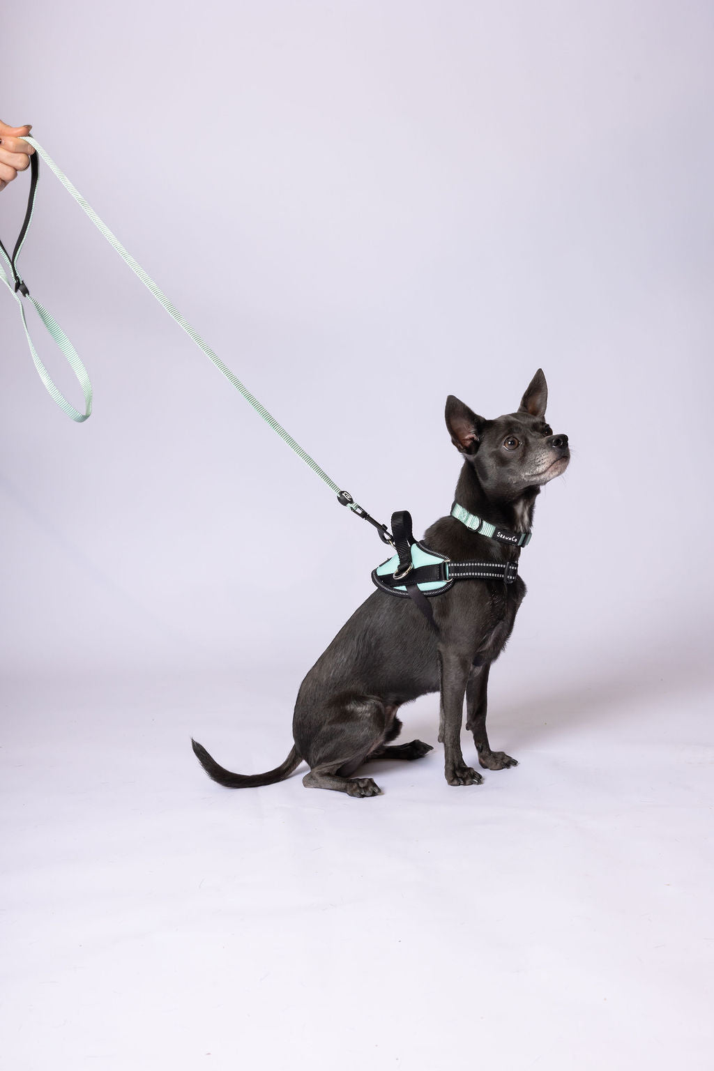 ShawnCo Dream Walk Dog Leash