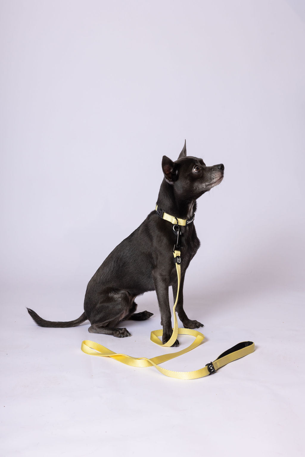 ShawnCo Dream Walk Dog Leash