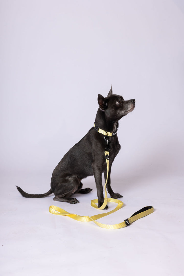 ShawnCo Dream Walk Dog Leash
