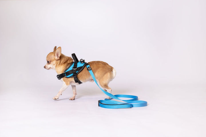 ShawnCo Dream Walk Dog Leash