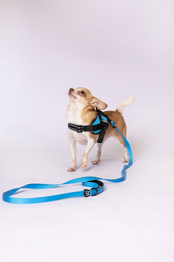 ShawnCo Dream Walk Dog Leash