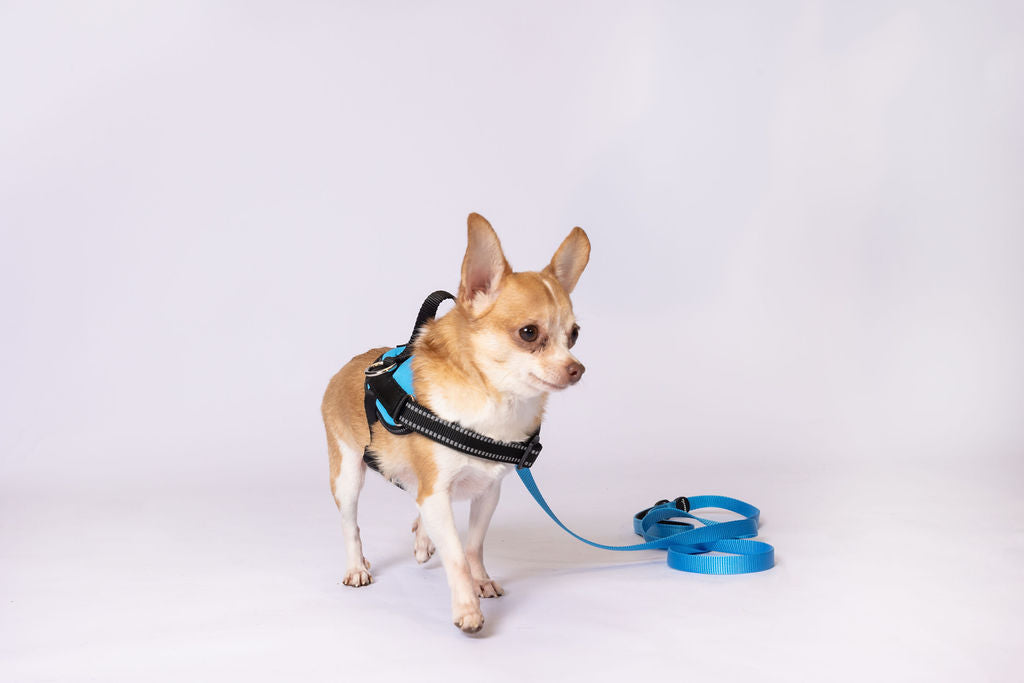 ShawnCo Essential Dog Harness