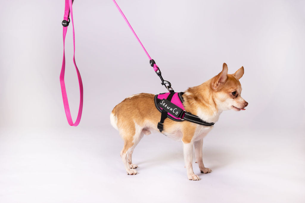 ShawnCo Dream Walk Dog Leash