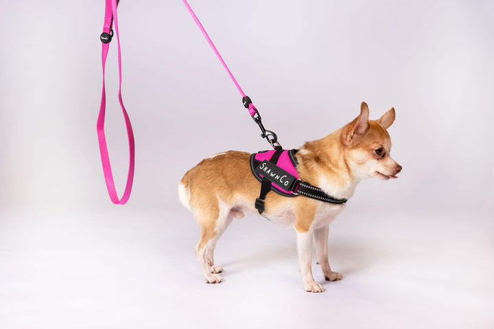 ShawnCo Dream Walk Dog Leash